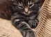 Main Coon cross kitten