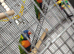 Pair of rainbow lorikeetz