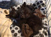Siamese X British shorthaired kittens available. Payment plan accepted till ready.