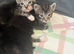 Kittens for sale