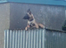 2 belgian shepherd girls