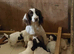 Springer spaniel pups