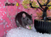 Beautiful mixed gender baby rats
