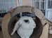Pair of Mini Lop Rabbits