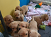 Labrador puppies