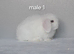 Gorgeous purebred mini lops