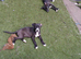 I have 5 cane corso crossed siberian huskys ready for there forever homes