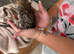 Two female kittens