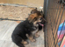 Ready now - German shepherd puppies