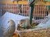 Lovely budgies