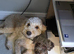 Stunning F2 Cockapoo Puppies - Ready 7th July (Both Parents on View)