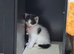 Female kitten