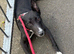 Female dog
