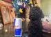 ABSOLUTELY GORGEOUS TINY BLACK TOY POODLE BOY PUPPY