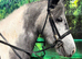 Lovely sweet little pony