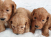 BEAUTIFUL RED F1 COCKAPOO PUPPIES