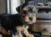 Yorkshire terrier puppies ***READY NOW***