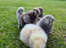 Silkie chicks & hatching eggs