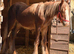 Chestnut cob 11’ths