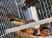 X5 male zebra finches