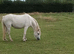 Dolly (Cwmmeudwy Welsh Doll)