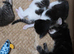 9 Lynx Ragdoll X Kittens For Sale £140