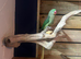 Alexandrine parakeet
