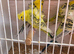 TCB helicopter budgie pairs