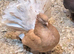 Breeding pair of Indian fantails
