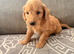 Rare very Mini Goldendoodles from Therapy mom