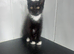 6 month old neutered kittens and female