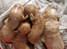 ALL PUPS RESERVED