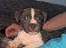 Blue Staffordshire bull terrier puppy