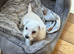 Wilma