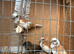 Stunning bengalese finches
