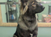 2 year old GSD x Caucasian girl