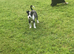 Two stunning grey and white pups for sale