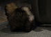 Small Pomeranian boy