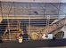 2 female guinea pigs and the complete set up for them