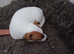 Jack Russell puppies