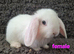 Gorgeous Mini Lop Baby Rabbit For Sale