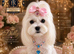 WAITING LIST ESPONJOSO Asian Maltipoo 4*Council Licensed