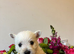 KC LAST PUPPY AVAILABLE . KC gorgeous Westies puppies