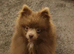 Kc registered pomeranian girl