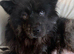 CHOW SHEPHERDS READY NOW