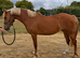Stunning Chestnut Filly!