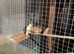 4 canaries for sale