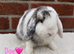 Pure breed mini lop