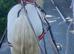 San cler bred cob ride and drive