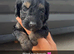 Last 4 cockapoo puppies